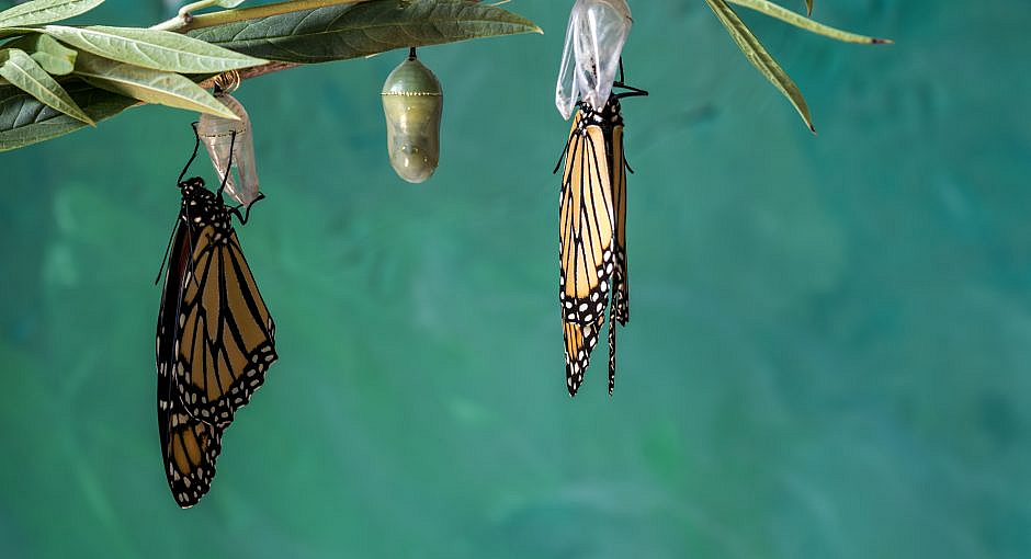 Two monarch butterflie drying wings on chrysalis